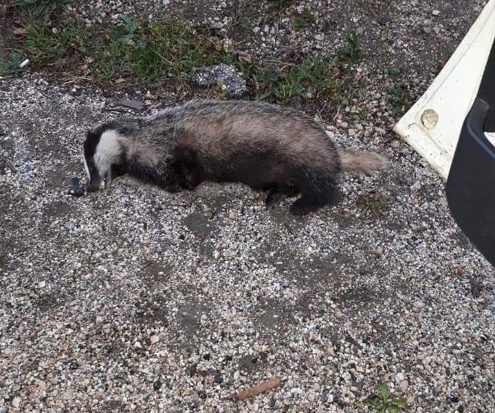 Nesli Tükenmekte Olan Porsuğu Ezdiler